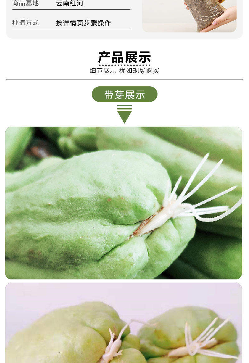 佛手瓜苗种子老瓜发芽老丝瓜福寿瓜带芽洋丝瓜种籽合掌瓜树苗