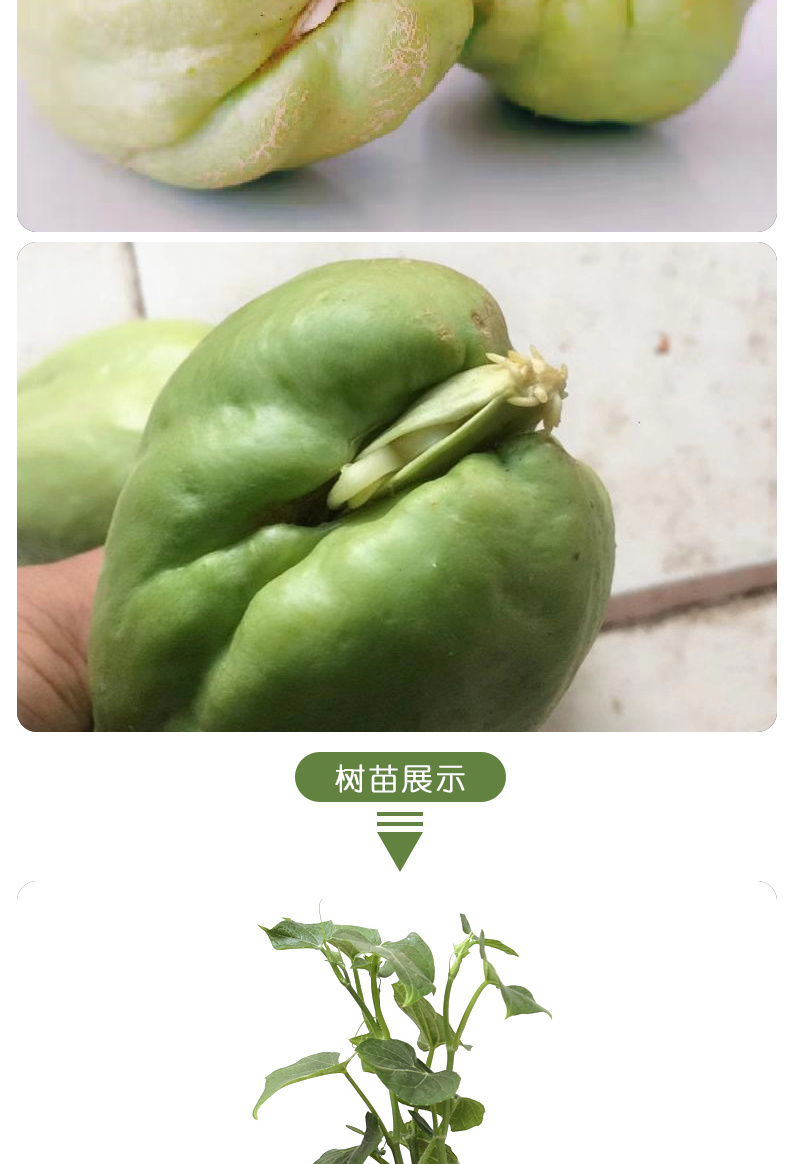 佛手瓜苗种子老瓜发芽老丝瓜福寿瓜带芽洋丝瓜种籽合掌瓜树苗
