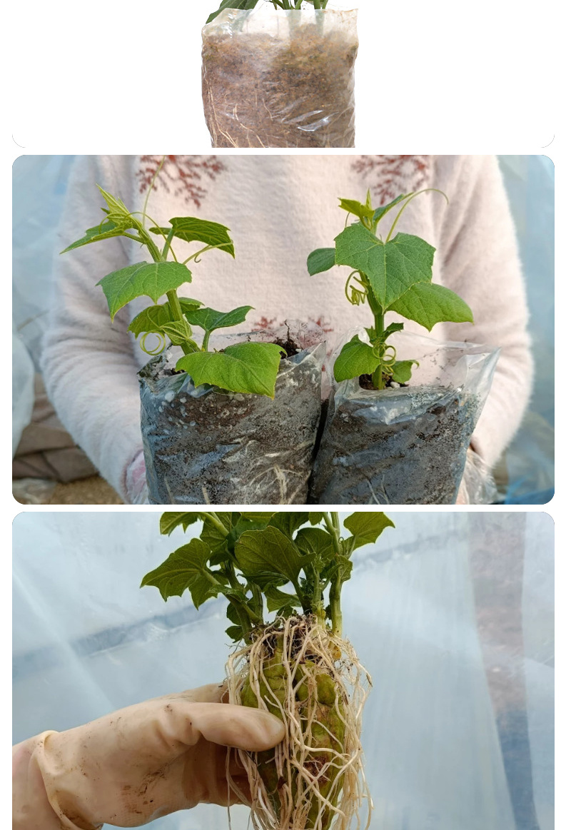 佛手瓜苗种子老瓜发芽老丝瓜福寿瓜带芽洋丝瓜种籽合掌瓜树苗