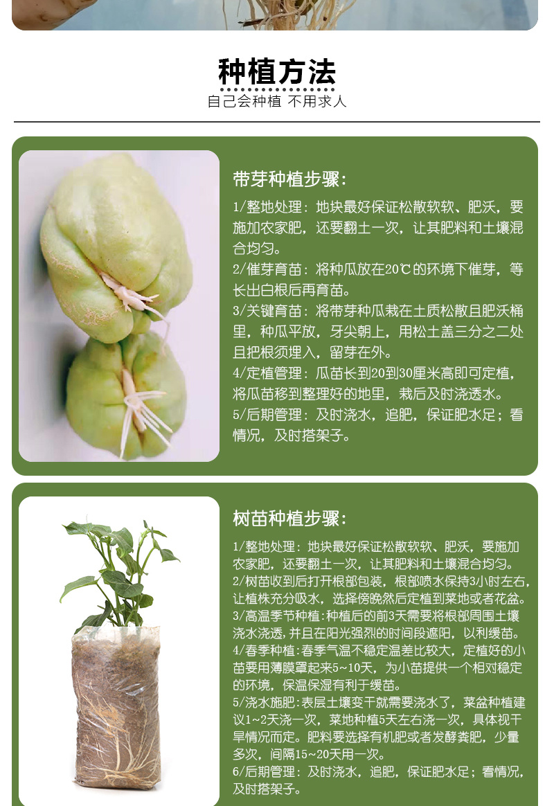 佛手瓜苗种子老瓜发芽老丝瓜福寿瓜带芽洋丝瓜种籽合掌瓜树苗