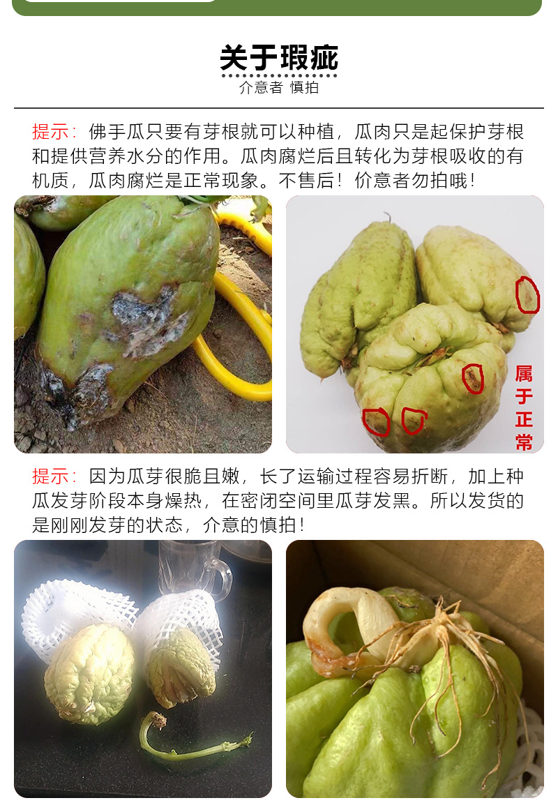 佛手瓜苗种子老瓜发芽老丝瓜福寿瓜带芽洋丝瓜种籽合掌瓜树苗