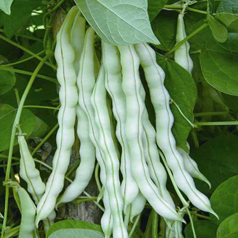 九粒白芸豆种子老来少种子高产白不老扁芸豆早熟抗病