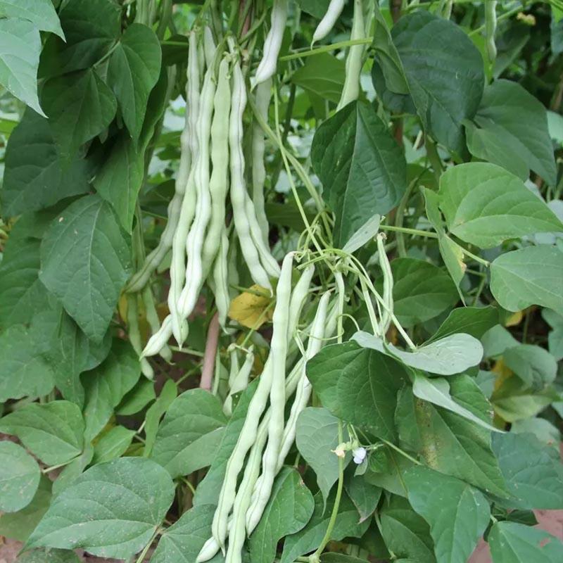 九粒白芸豆种子老来少种子高产白不老扁芸豆早熟抗病