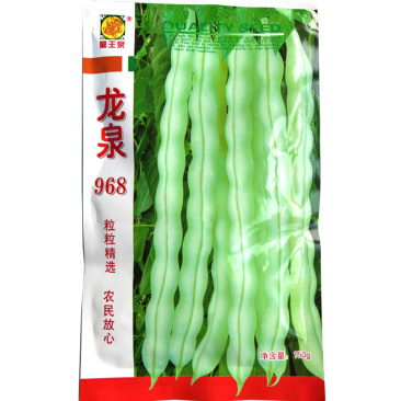 九粒白芸豆种子老来少种子高产白不老扁芸豆早熟抗病