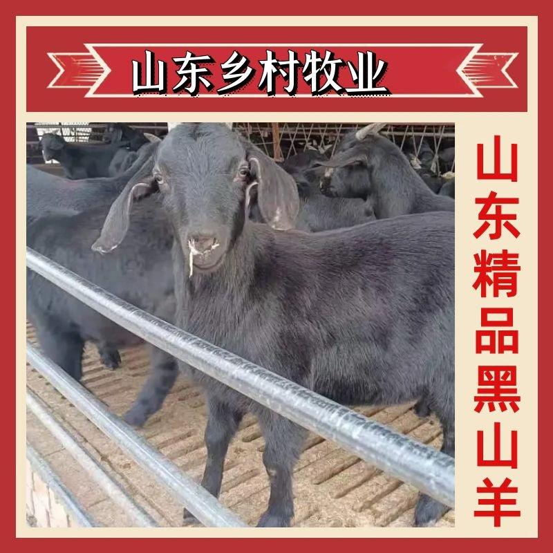 【实力】山东精品黑山羊质量保证厂家直供欢迎来电咨询