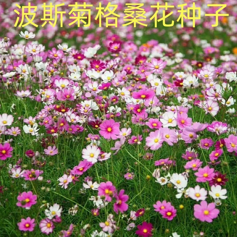 波斯菊种子格桑花种籽子七彩四季播种开花卉易活花籽庭院室外
