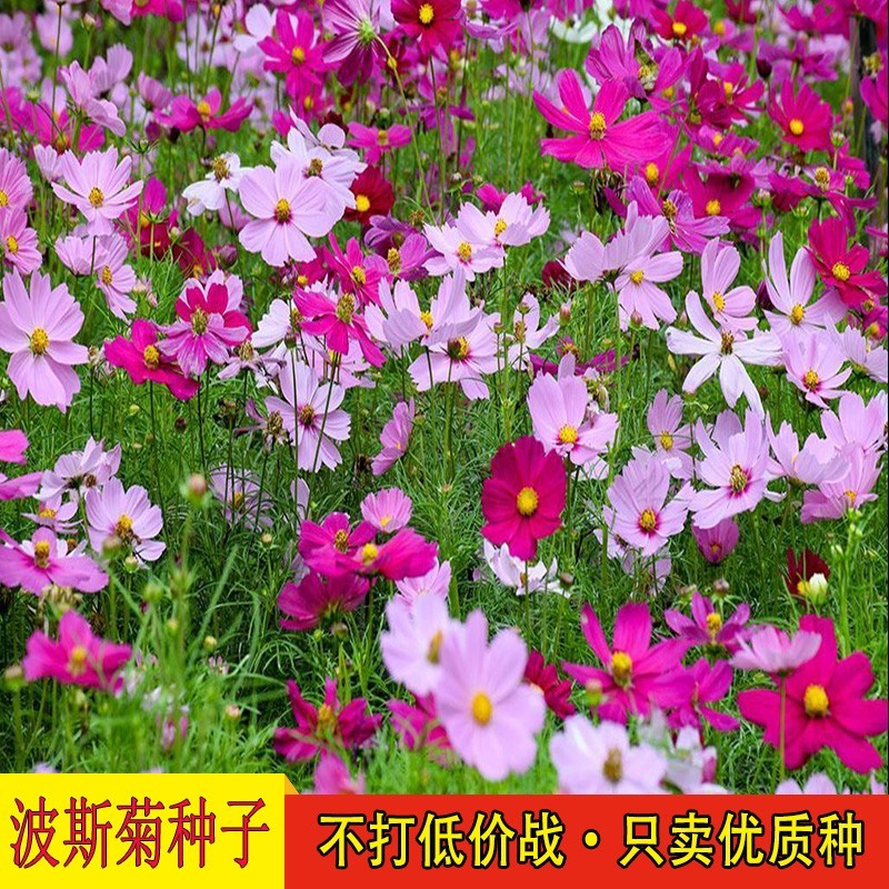 波斯菊种子格桑花种籽子七彩四季播种开花卉易活花籽庭院室外