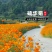 波斯菊种子格桑花种籽子七彩四季播种开花卉易活花籽庭院室外