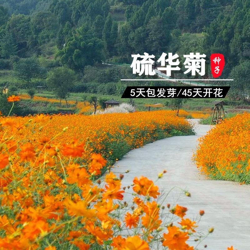 波斯菊种子格桑花种籽子七彩四季播种开花卉易活花籽庭院室外