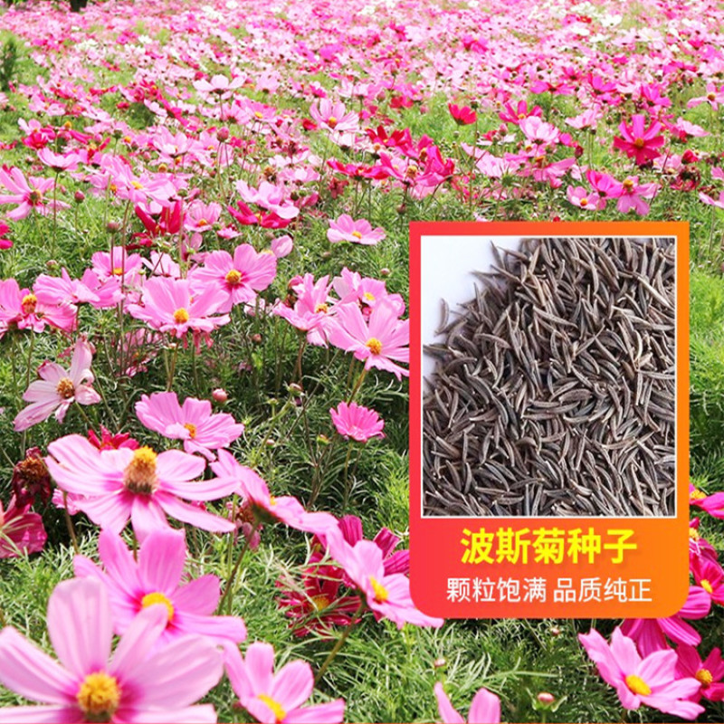 波斯菊种子格桑花种籽子七彩四季播种开花卉易活花籽庭院室外