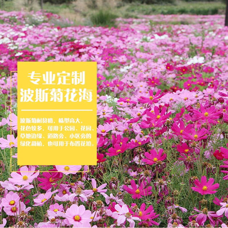 波斯菊种子格桑花种籽子七彩四季播种开花卉易活花籽庭院室外