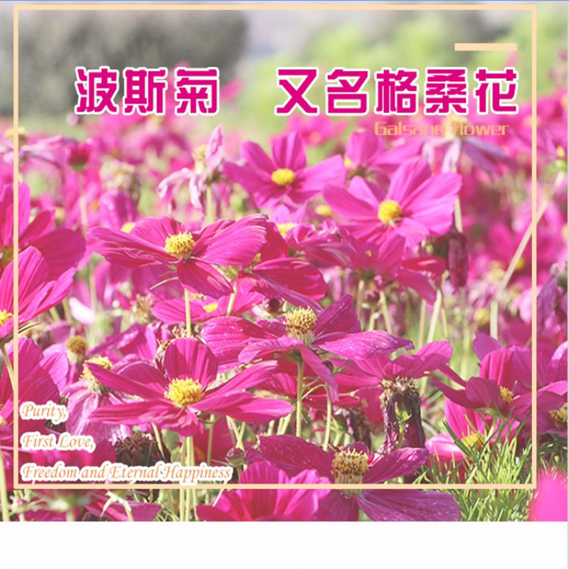 波斯菊种子格桑花种籽子七彩四季播种开花卉易活花籽庭院室外