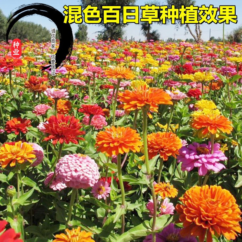 百日草种子混色百日菊花种籽子四季播种易种开花庭院阳台盆栽