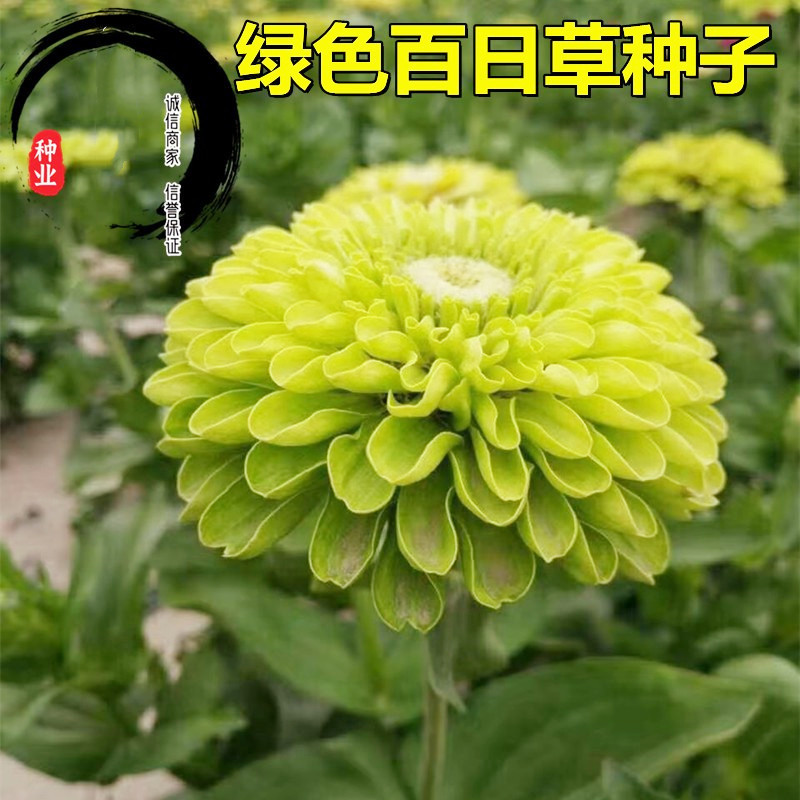 百日草种子混色百日菊花种籽子四季播种易种开花庭院阳台盆栽