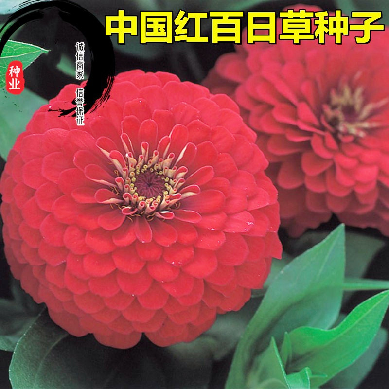 百日草种子混色百日菊花种籽子四季播种易种开花庭院阳台盆栽