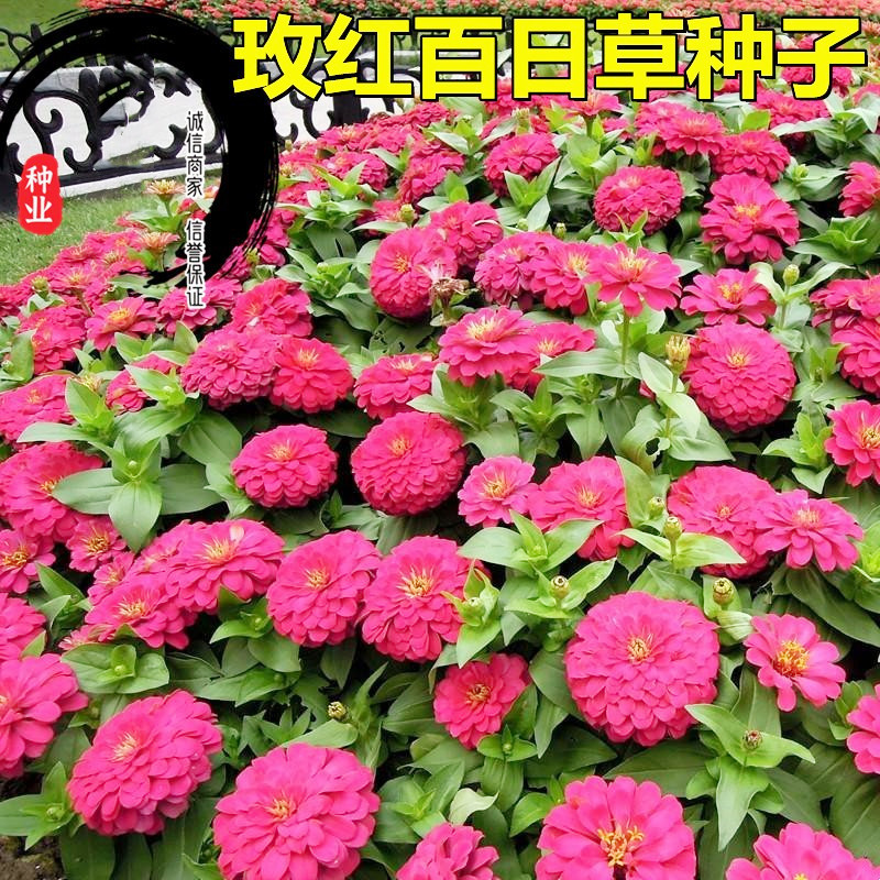 百日草种子混色百日菊花种籽子四季播种易种开花庭院阳台盆栽
