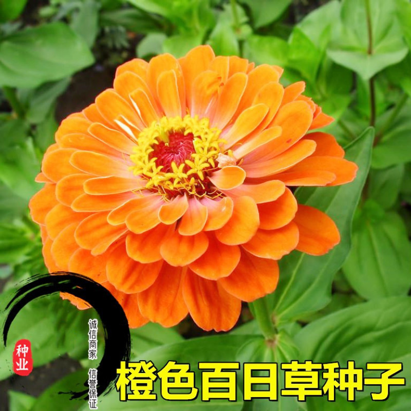 百日草种子混色百日菊花种籽子四季播种易种开花庭院阳台盆栽