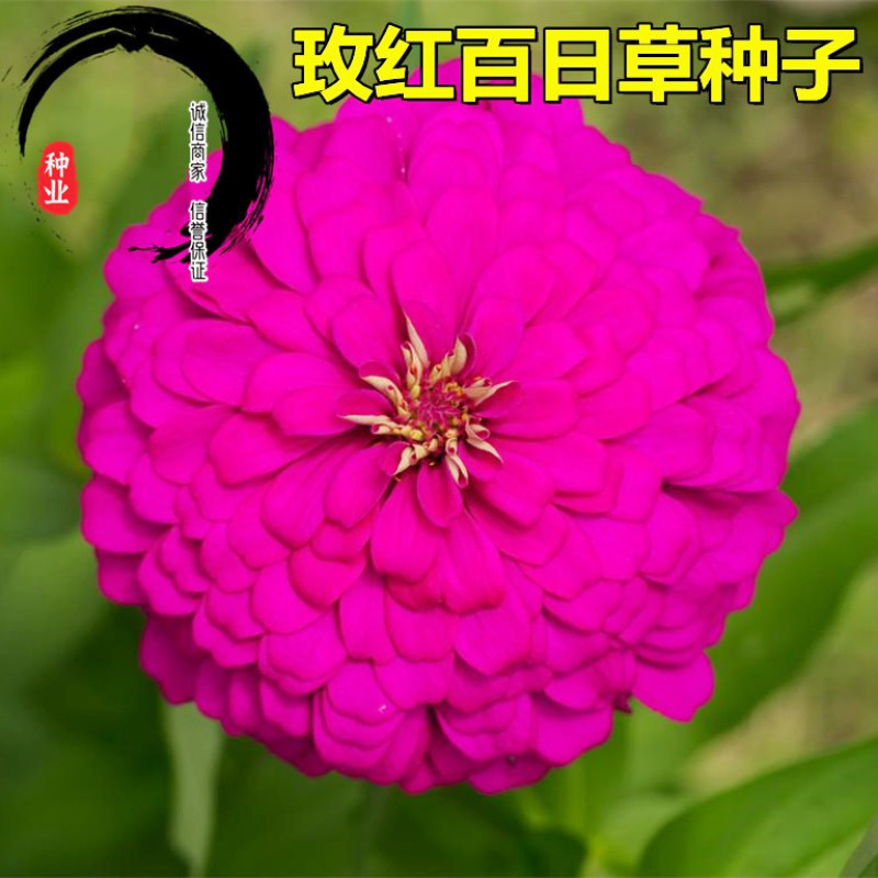 百日草种子混色百日菊花种籽子四季播种易种开花庭院阳台盆栽