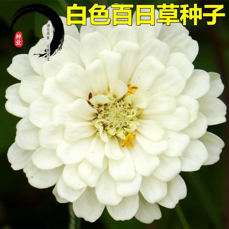 百日草种子混色百日菊花种籽子四季播种易种开花庭院阳台盆栽