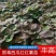 【接受预订】西瓜红红薯苗，基地货源规格多样，欢迎电联