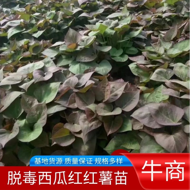 【接受预订】西瓜红红薯苗，基地货源规格多样，欢迎电联