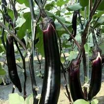 紫玉茄子种子皮薄籽少夏秋露地种植品质佳