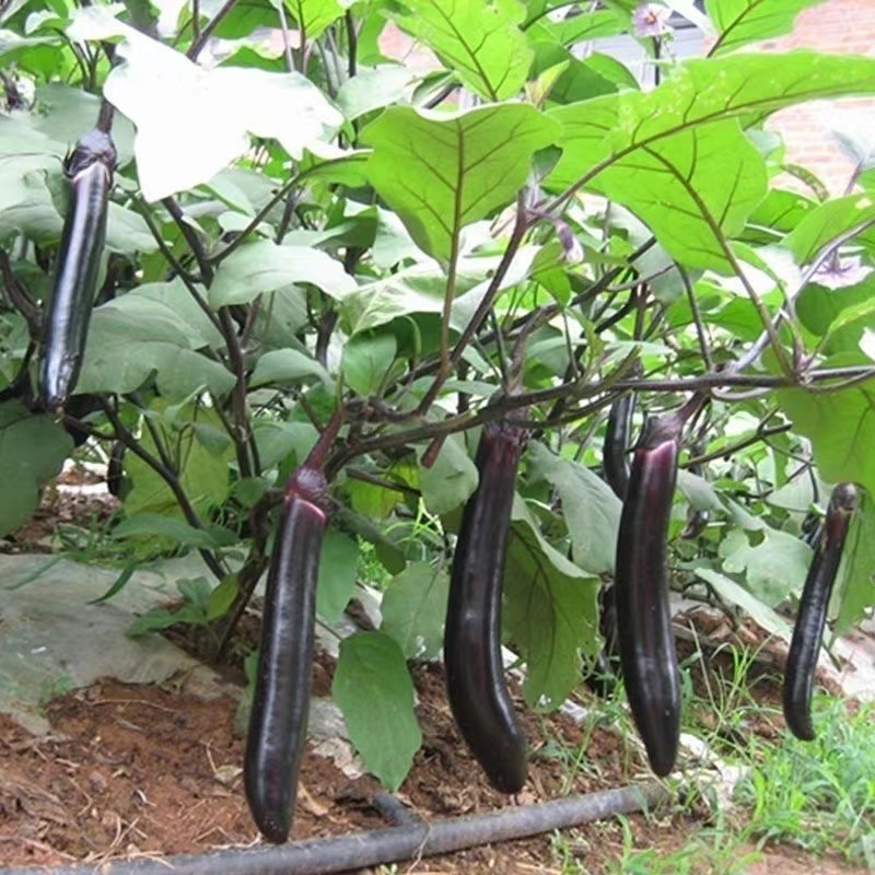紫玉茄子种子皮薄籽少夏秋露地种植品质佳