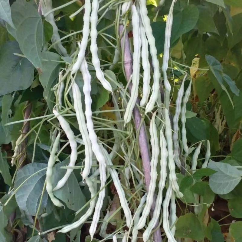 摘不白九粒白芸豆种子长势旺盛春秋露地可种植