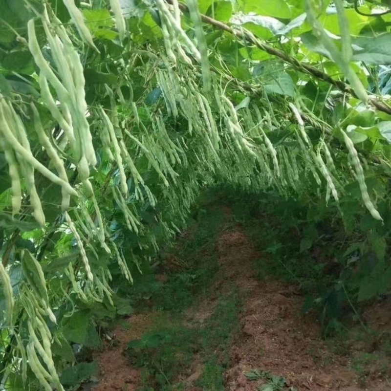 摘不白九粒白芸豆种子长势旺盛春秋露地可种植