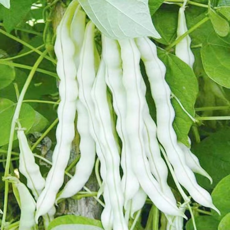摘不白九粒白芸豆种子长势旺盛春秋露地可种植