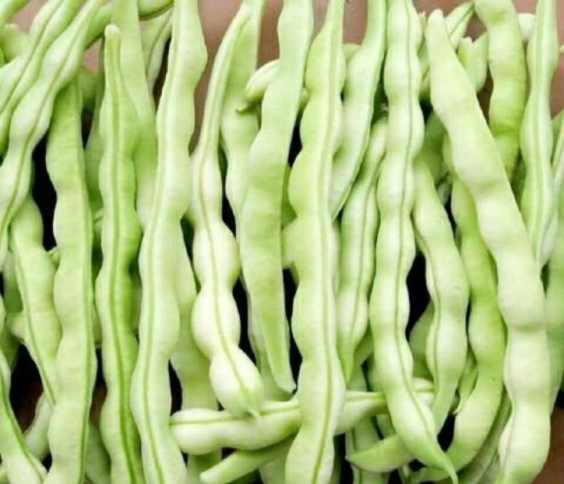 摘不白九粒白芸豆种子长势旺盛春秋露地可种植
