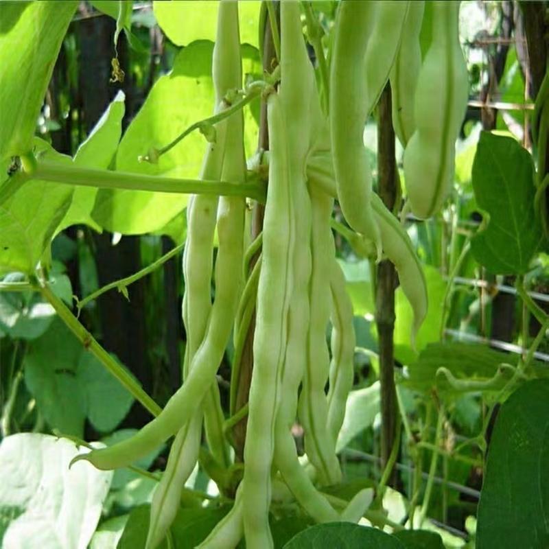 摘不白九粒白芸豆种子长势旺盛春秋露地可种植