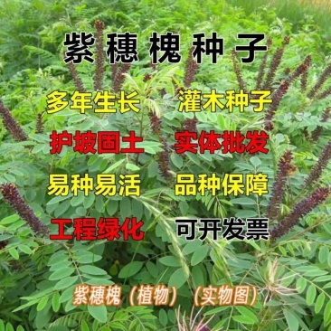 紫穗槐种子棉刺槐树绿化斜山边坡高速公路护坡固土植物杂灌木