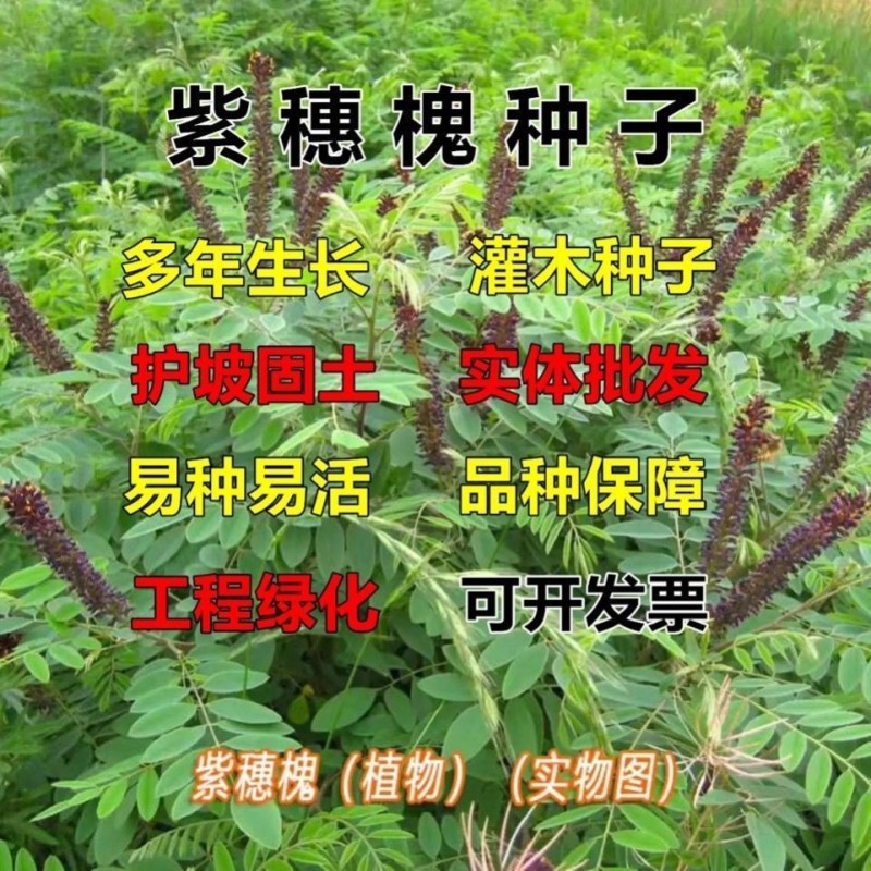 紫穗槐种子棉刺槐树绿化斜山边坡高速公路护坡固土植物杂灌木