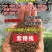 紫穗槐种子棉刺槐树绿化斜山边坡高速公路护坡固土植物杂灌木