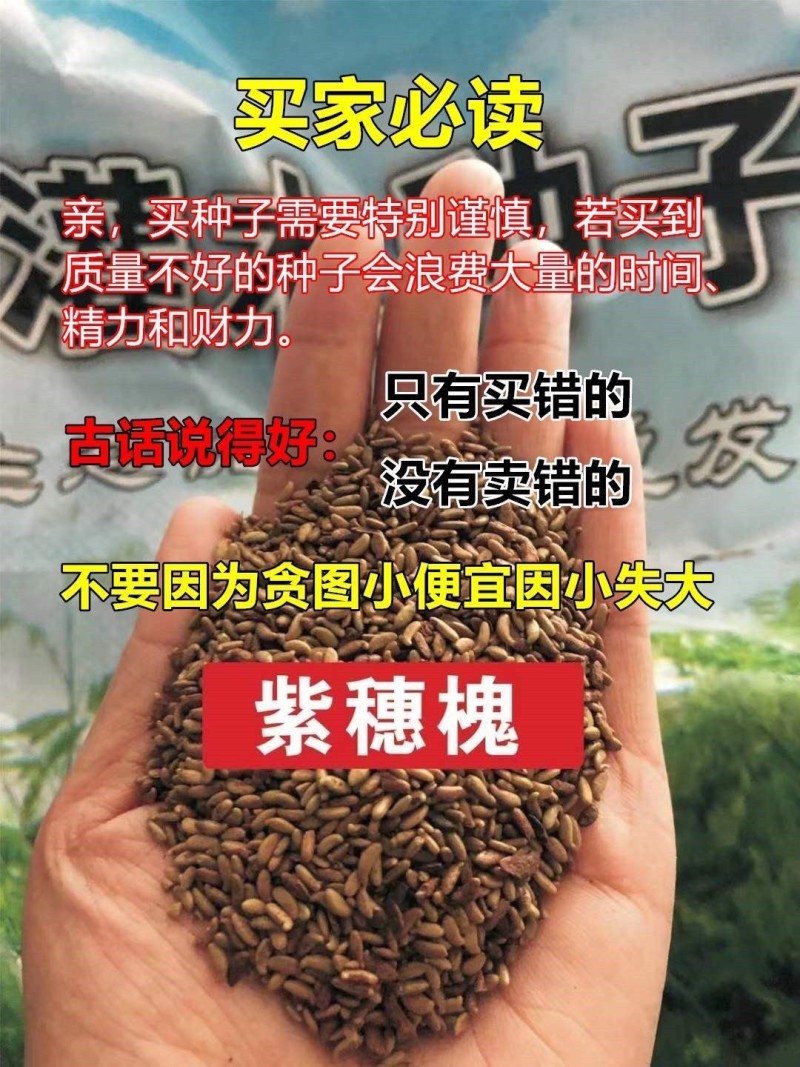 紫穗槐种子棉刺槐树绿化斜山边坡高速公路护坡固土植物杂灌木