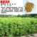 紫穗槐种子棉刺槐树绿化斜山边坡高速公路护坡固土植物杂灌木