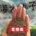 紫穗槐种子棉刺槐树绿化斜山边坡高速公路护坡固土植物杂灌木