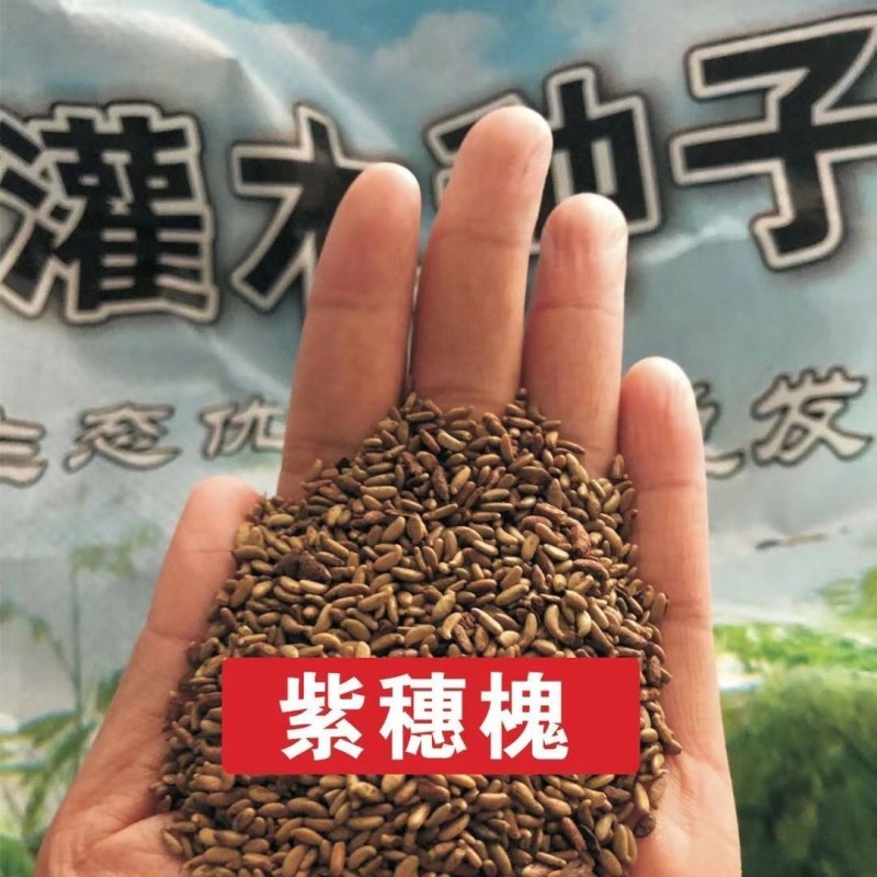 紫穗槐种子棉刺槐树绿化斜山边坡高速公路护坡固土植物杂灌木