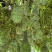 非洲灭霸火参果种子雌雄异花同株果实特殊一年生草本攀援植物