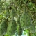 非洲灭霸火参果种子雌雄异花同株果实特殊一年生草本攀援植物