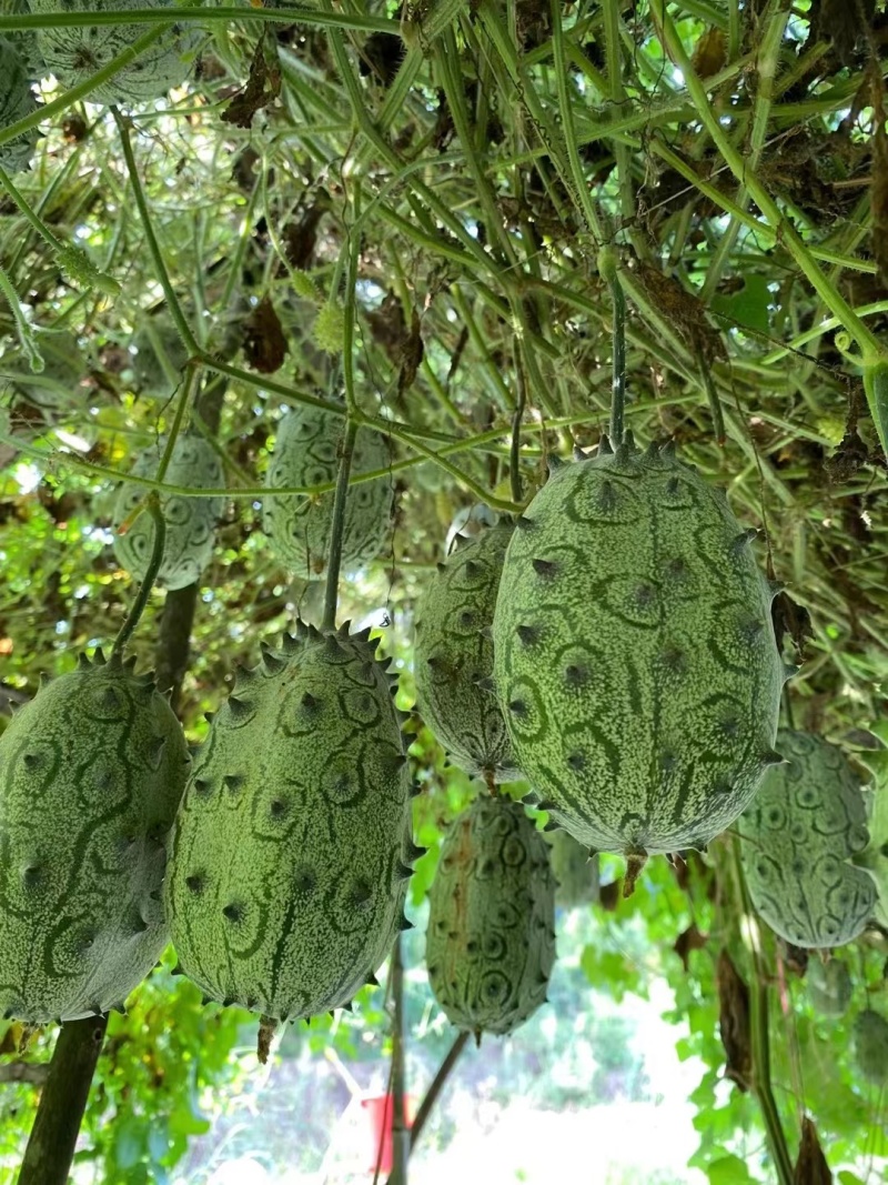 非洲灭霸火参果种子雌雄异花同株果实特殊一年生草本攀援植物