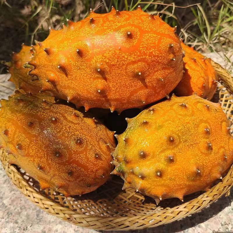 非洲灭霸火参果种子雌雄异花同株果实特殊一年生草本攀援植物