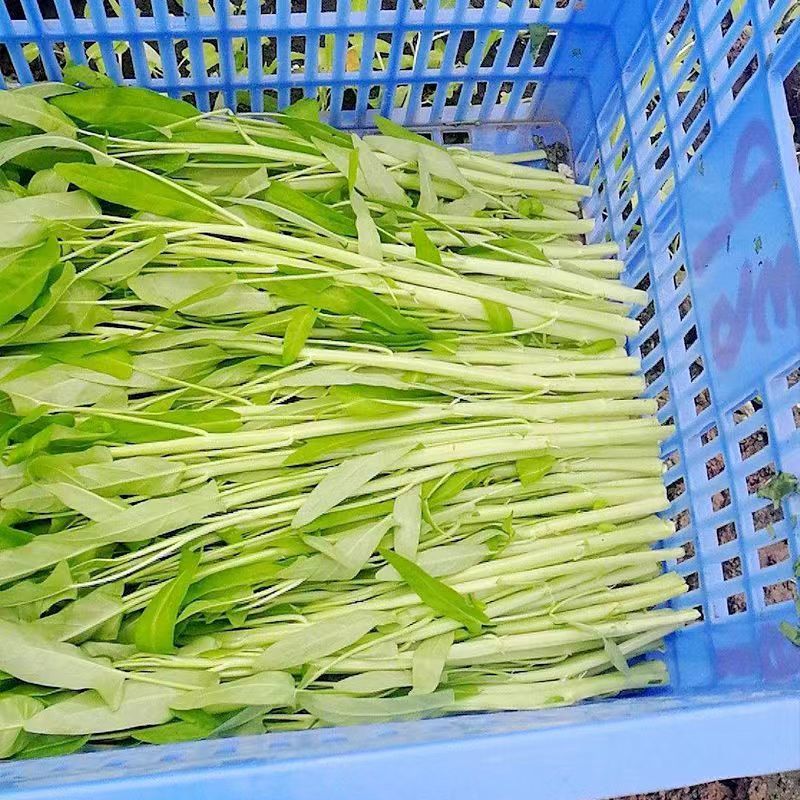 新白梗柳叶空心菜种子耐寒耐风雨可以多次采收产量高效益好