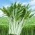 新白梗柳叶空心菜种子耐寒耐风雨可以多次采收产量高效益好