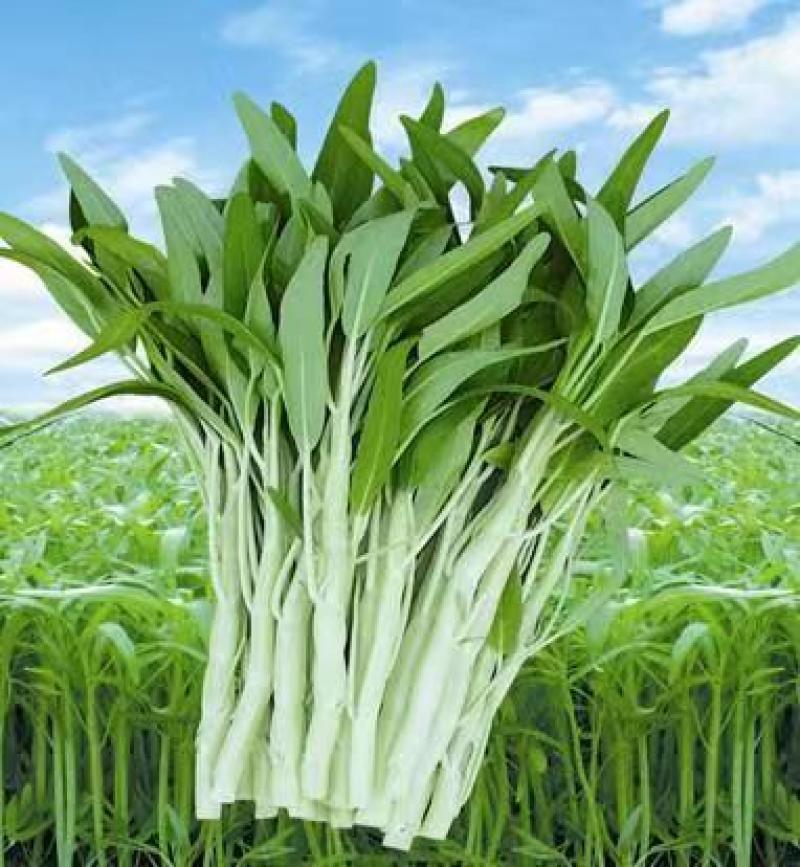 新白梗柳叶空心菜种子耐寒耐风雨可以多次采收产量高效益好