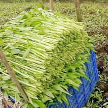 新白梗柳叶空心菜种子耐寒耐风雨可以多次采收产量高效益好