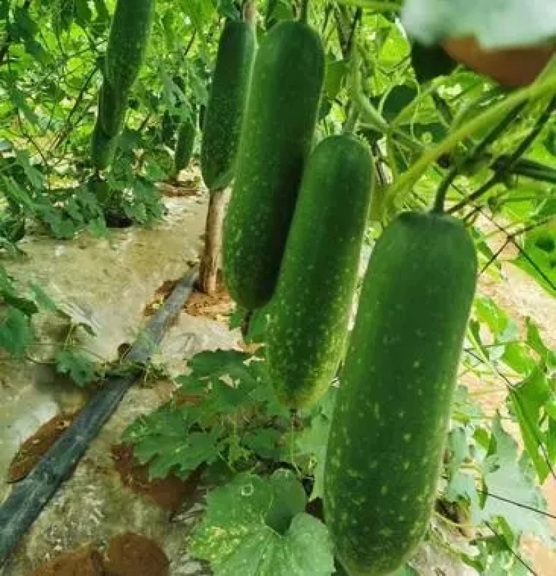 毛瓜苗节瓜苗直播瓜苗嫁接瓜苗育苗基地直供可代工