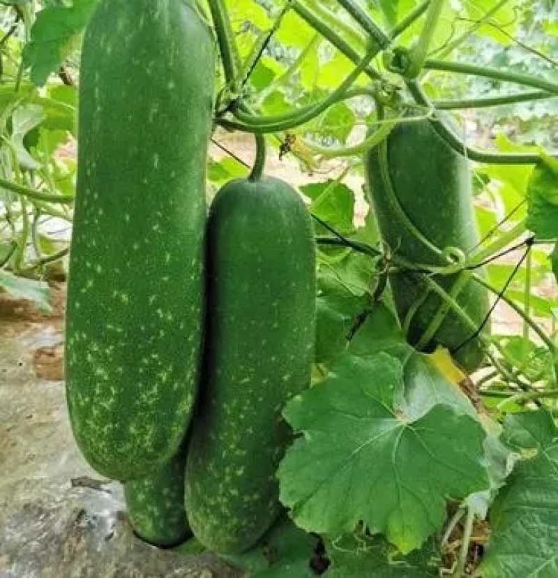 毛瓜苗节瓜苗直播瓜苗嫁接瓜苗育苗基地直供可代工