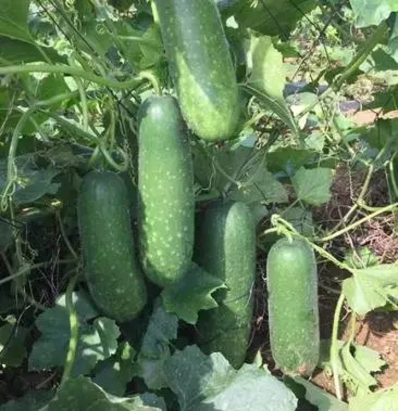 毛瓜苗节瓜苗直播瓜苗嫁接瓜苗育苗基地直供可代工
